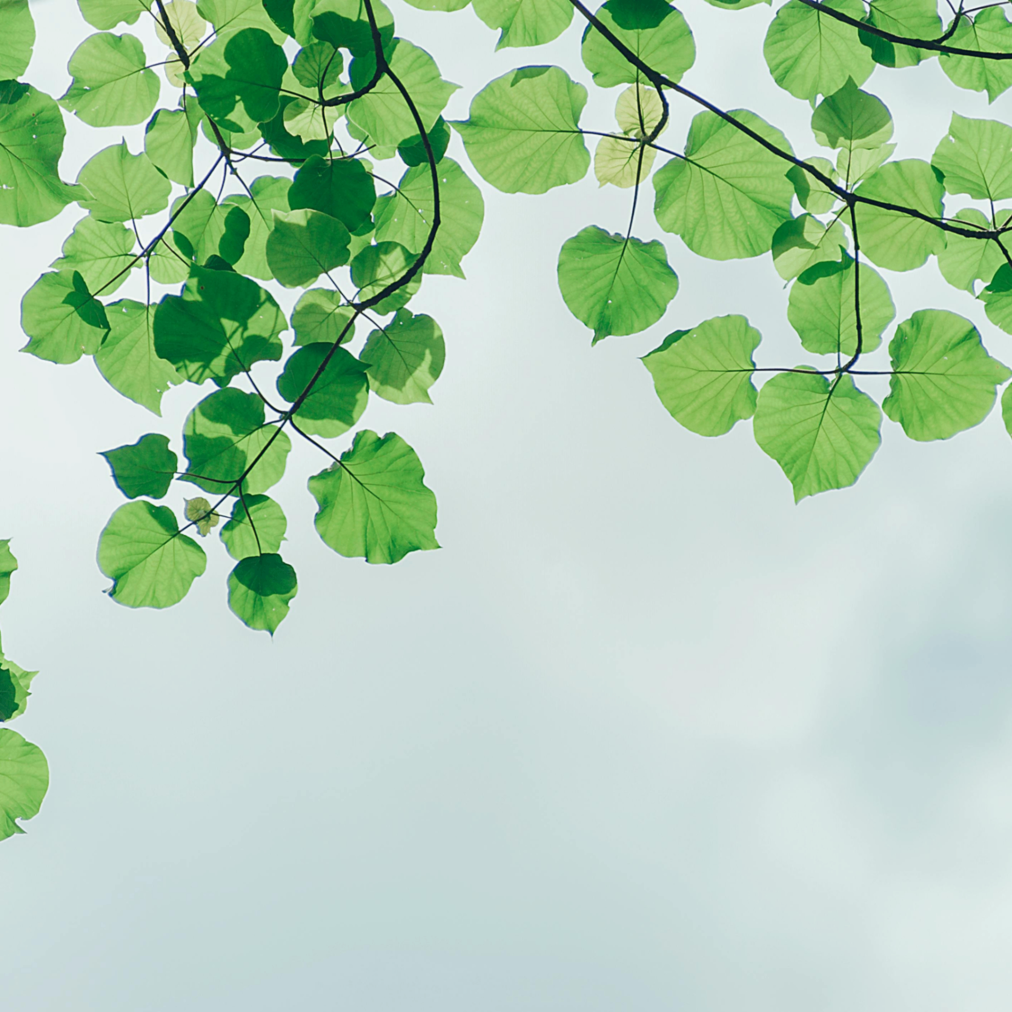 gianf (gianf.lens) Lens social identity (.lens handle) PFP