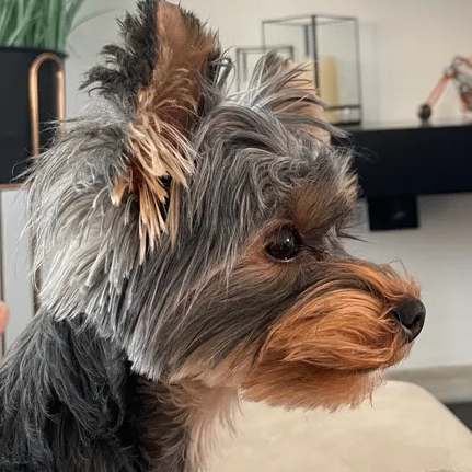 jessylou (jessylo.lens) Lens social identity (.lens handle) PFP