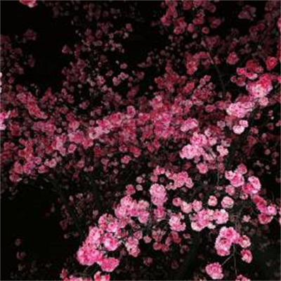 mudeo (mudeo.lens) Lens social identity (.lens handle) PFP