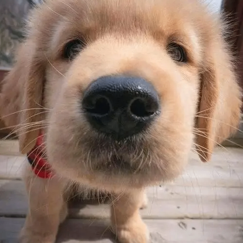 Arthur Noel (dddddu.lens) Lens social identity (.lens handle) PFP