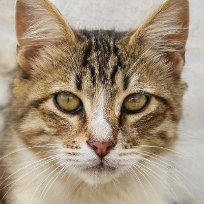 fen (20583.lens) Lens social identity (.lens handle) PFP