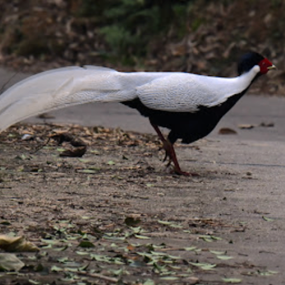 dfnmmn (weeee.lens) Lens social identity (.lens handle) PFP