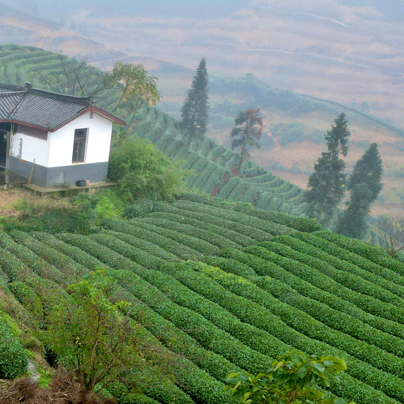 Kaven (kqkwp.lens) Lens social identity (.lens handle) PFP