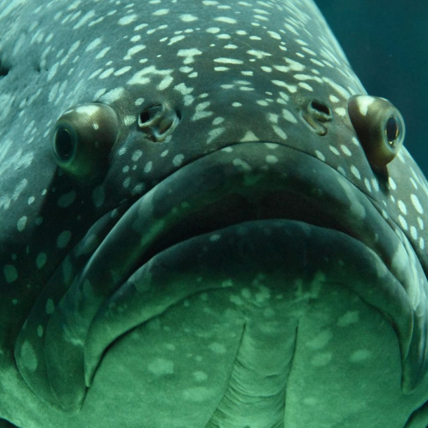 fisher (fisher.lens) Lens social identity (.lens handle) PFP