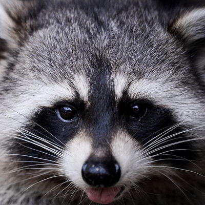 Jonny Soulja (cavinroller.lens) Lens social identity (.lens handle) PFP