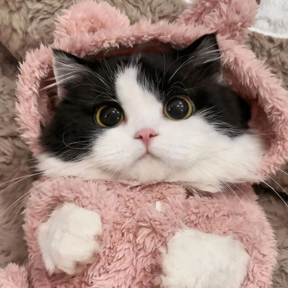 CAT (sincerer.lens) Lens social identity (.lens handle) PFP