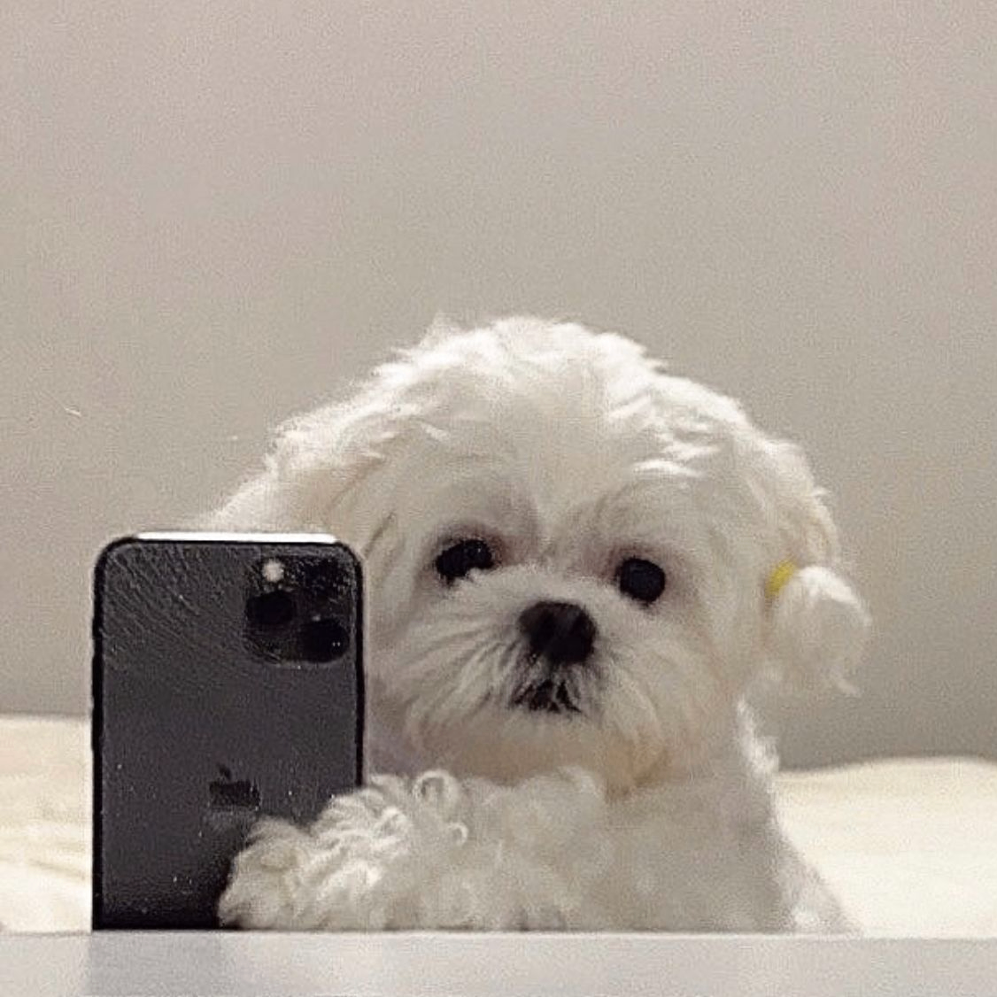 dropx (dropx0.lens) Lens social identity (.lens handle) PFP