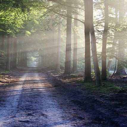 butik (butik.lens) Lens social identity (.lens handle) PFP