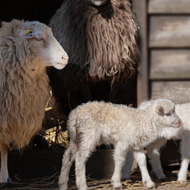 hjkhbnm (lzzzzz.lens) Lens social identity (.lens handle) PFP