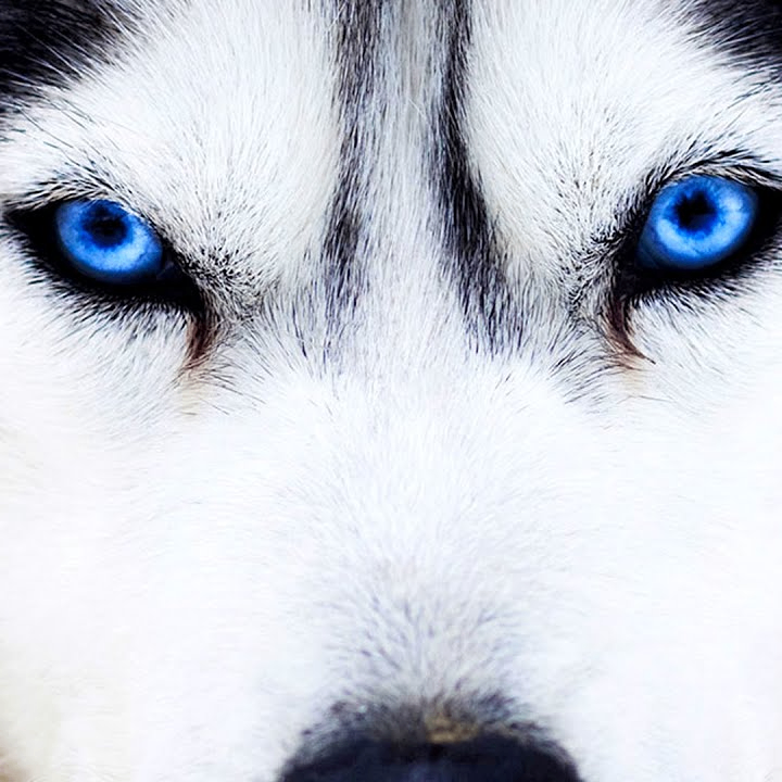 Mieczysław (mieczyslaw.lens) Lens social identity (.lens handle) PFP