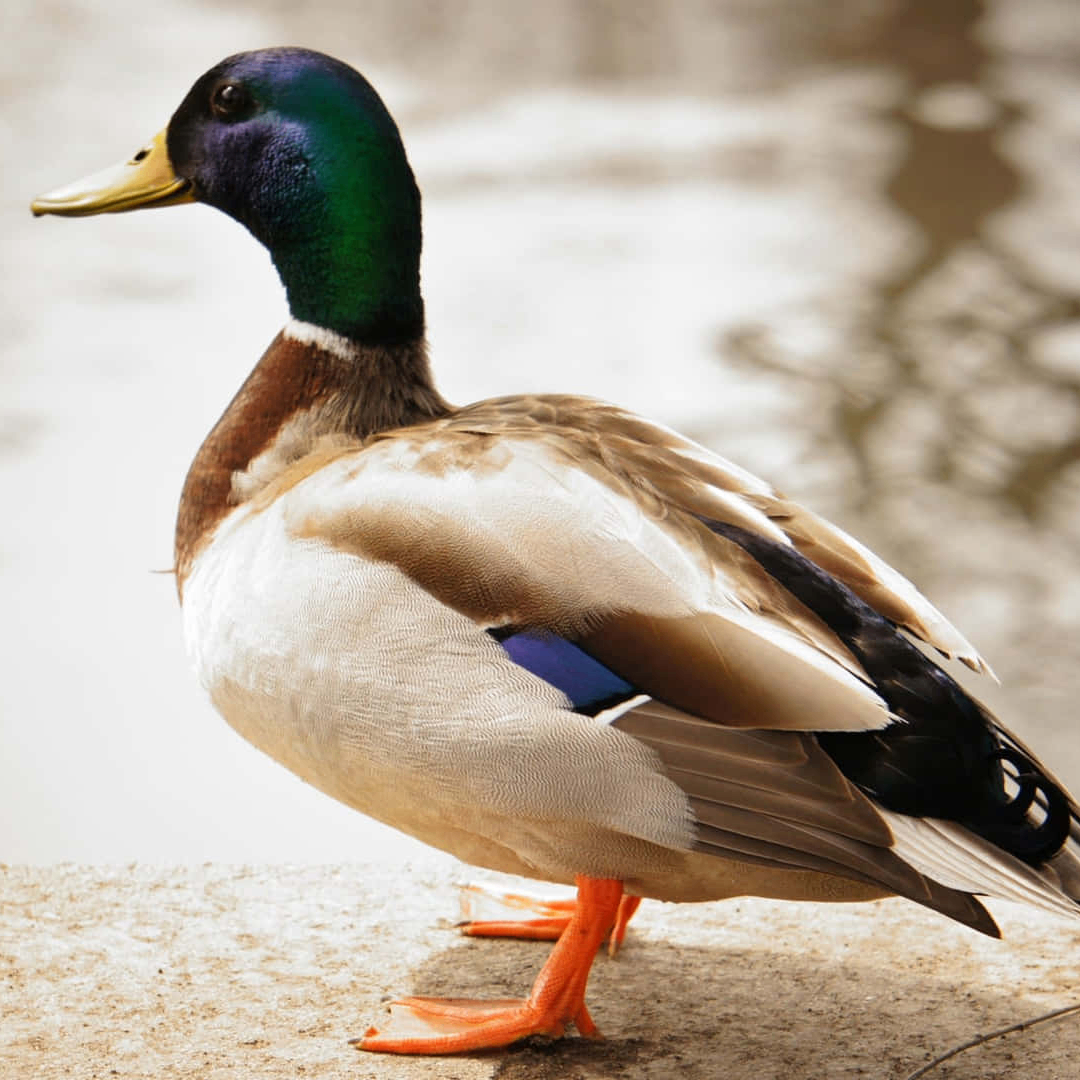 Jirdy (jirdyay.lens) Lens social identity (.lens handle) PFP