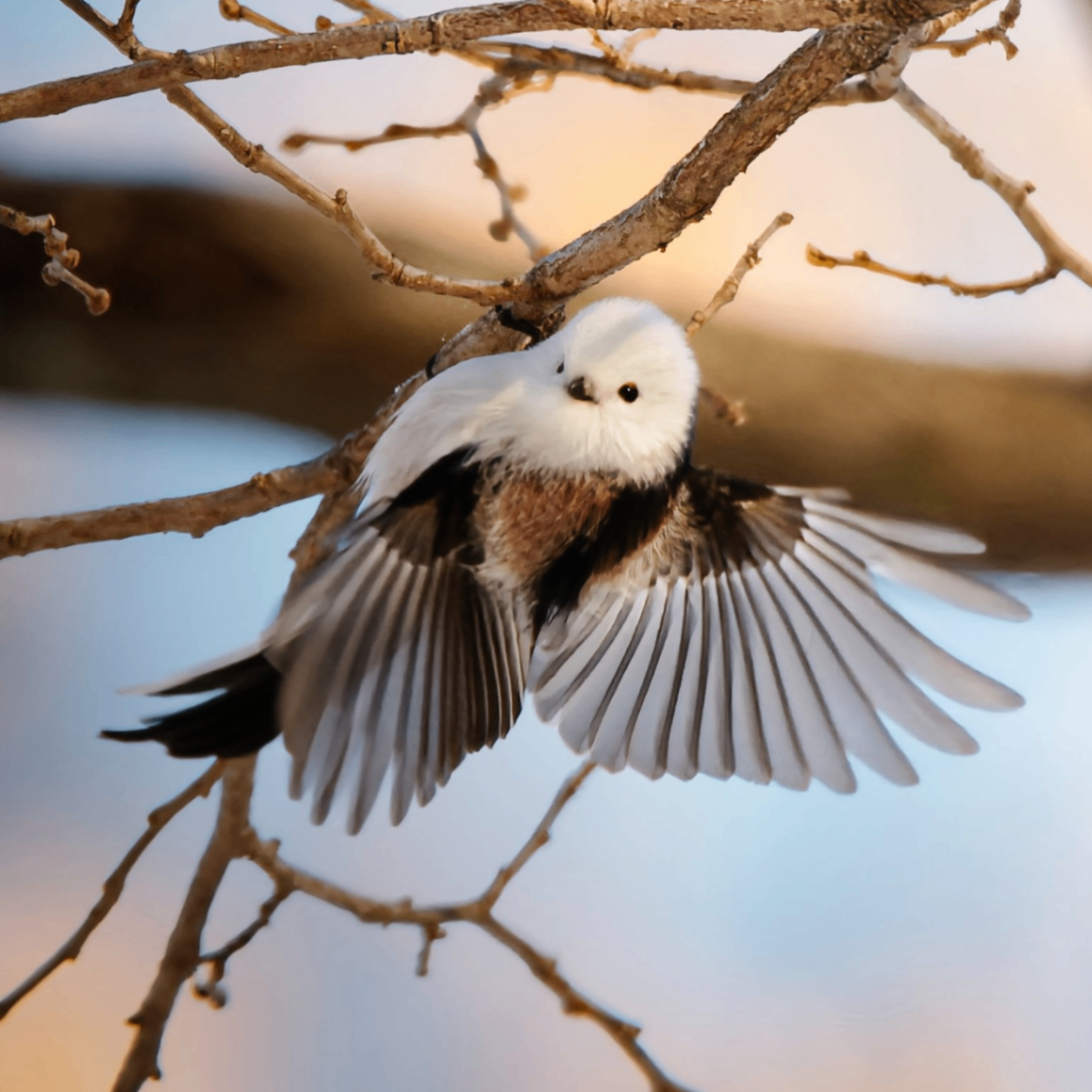 Arnette Maryln (hnmljgh.lens) Lens social identity (.lens handle) PFP