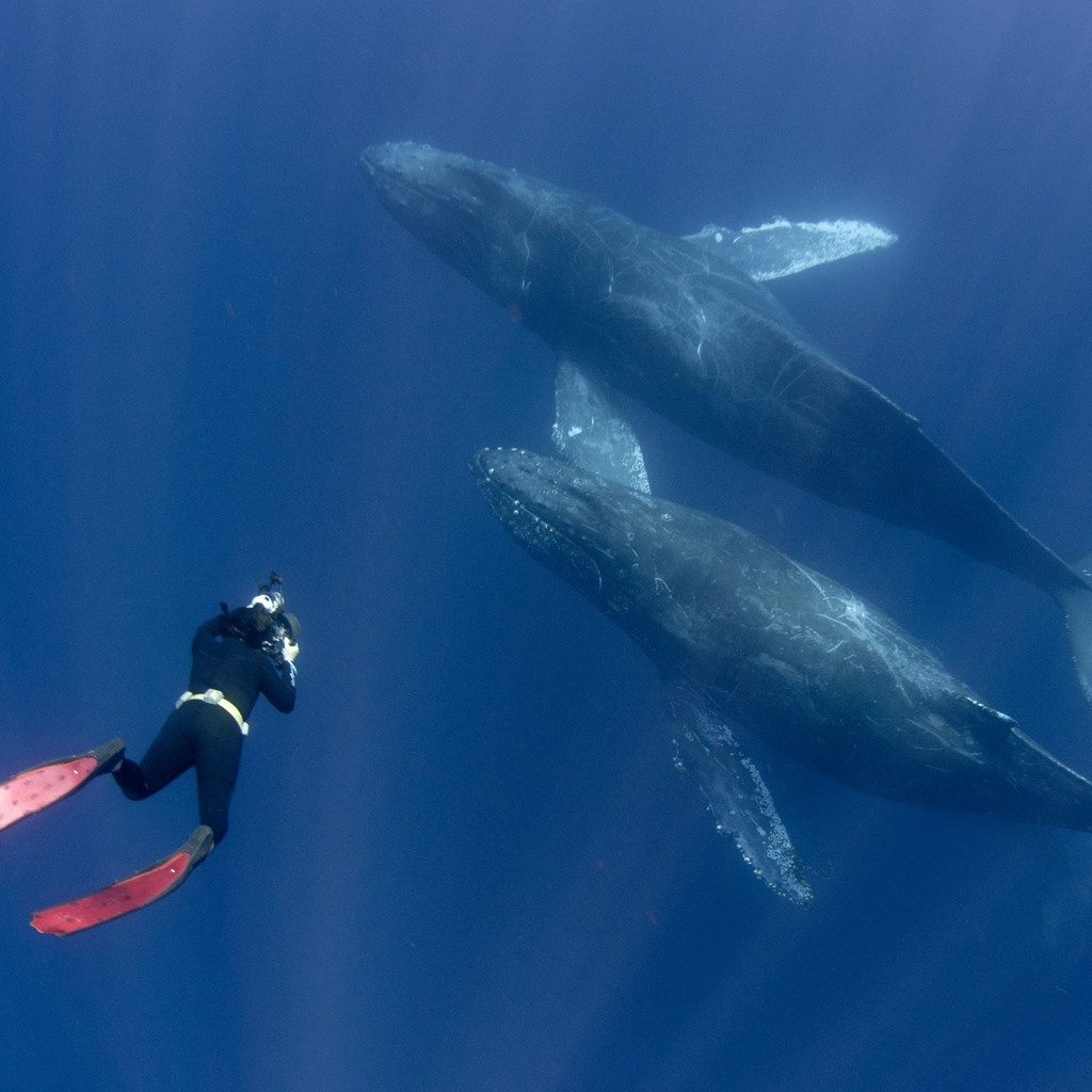 Marcus (marcusrivers.lens) Lens social identity (.lens handle) PFP