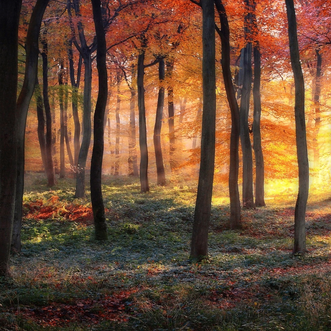 zxf (tokeny.lens) Lens social identity (.lens handle) PFP