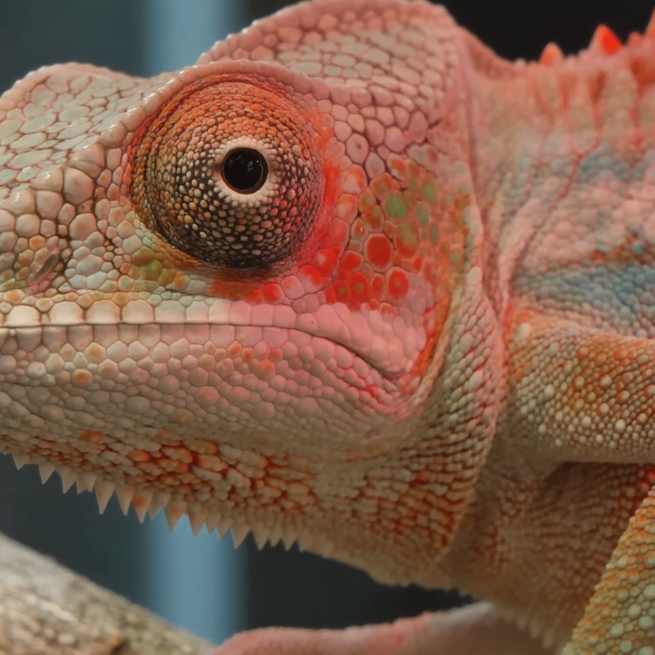 mh500 (mh500.lens) Lens social identity (.lens handle) PFP