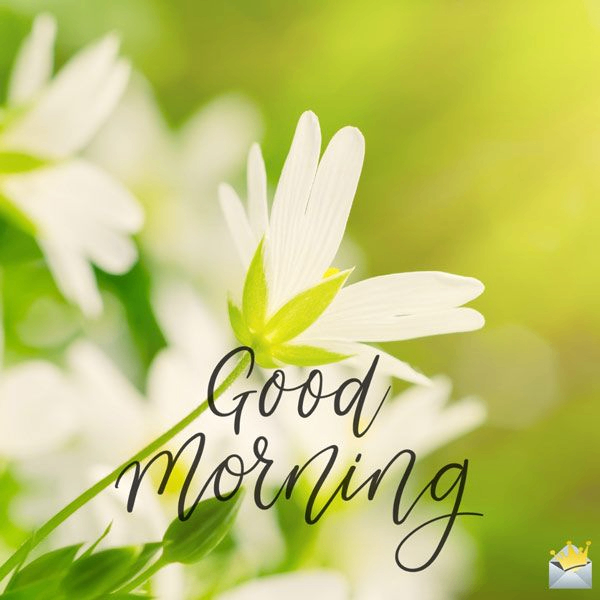 CartonTinny (constantlybusy.lens) Lens social identity (.lens handle) PFP