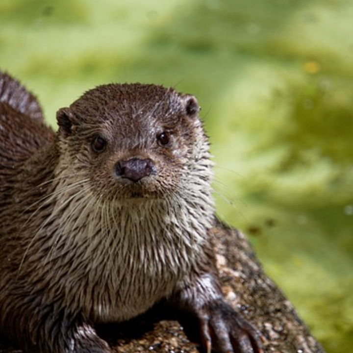 joio (ccccx.lens) Lens social identity (.lens handle) PFP