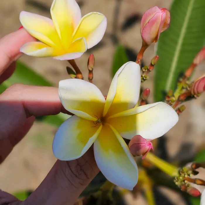 solunamaxi (solunamaxi.lens) Lens social identity (.lens handle) PFP