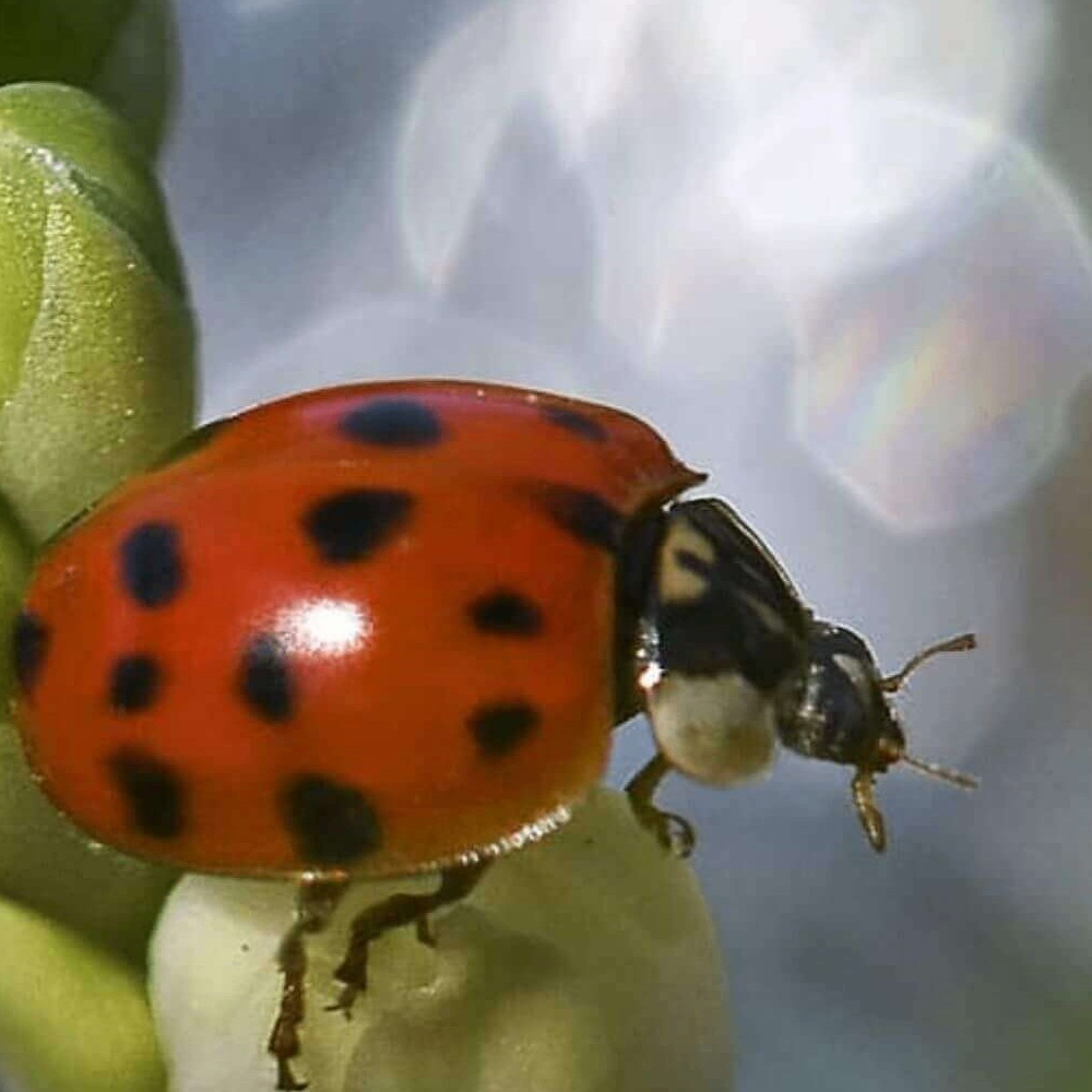 Jimmy Doll (babywalker.lens) Lens social identity (.lens handle) PFP