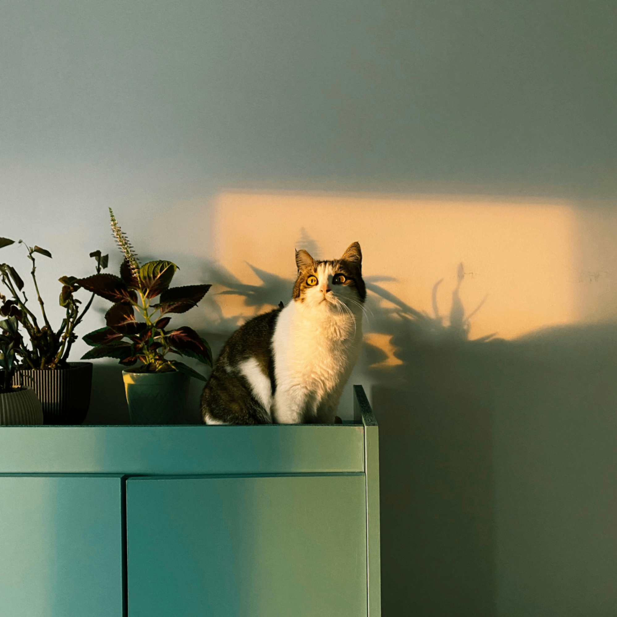 Lame (overdiversification.lens) Lens social identity (.lens handle) PFP