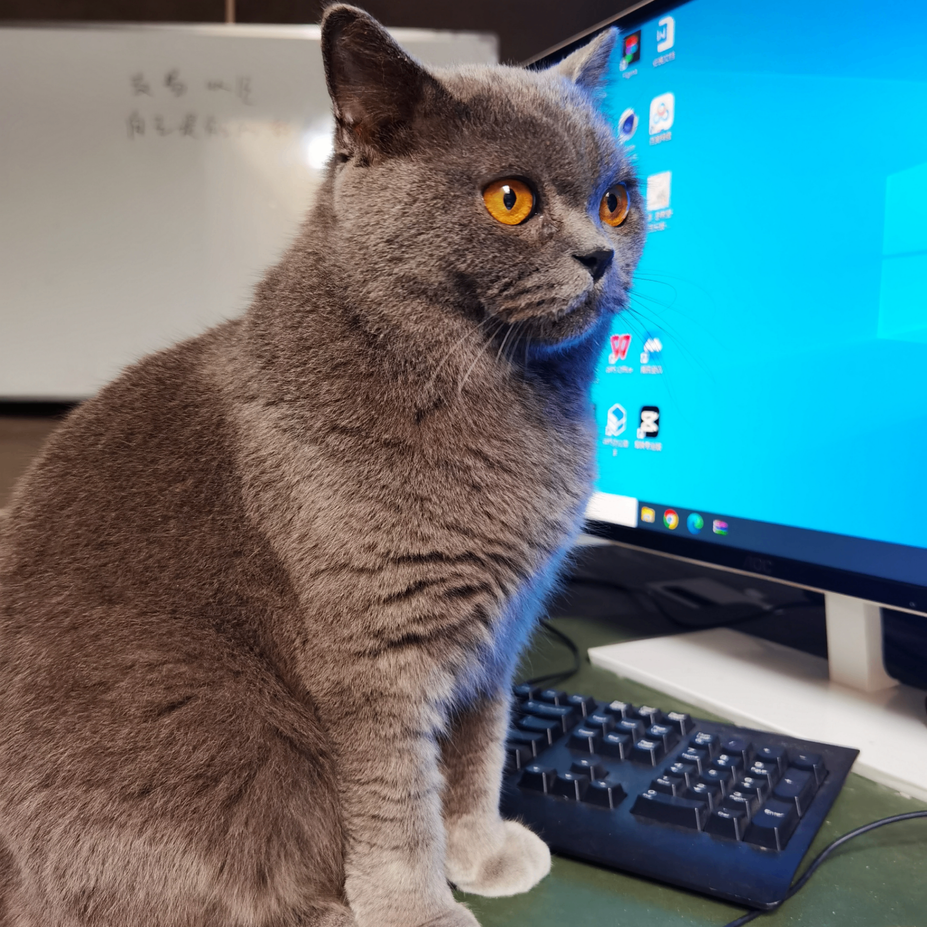 metashool (ndovdk.lens) Lens social identity (.lens handle) PFP