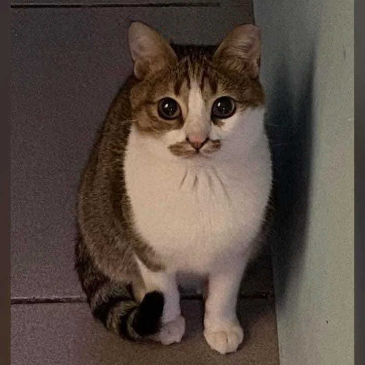 moew (meowmeowmeowmeow.lens) Lens social identity (.lens handle) PFP