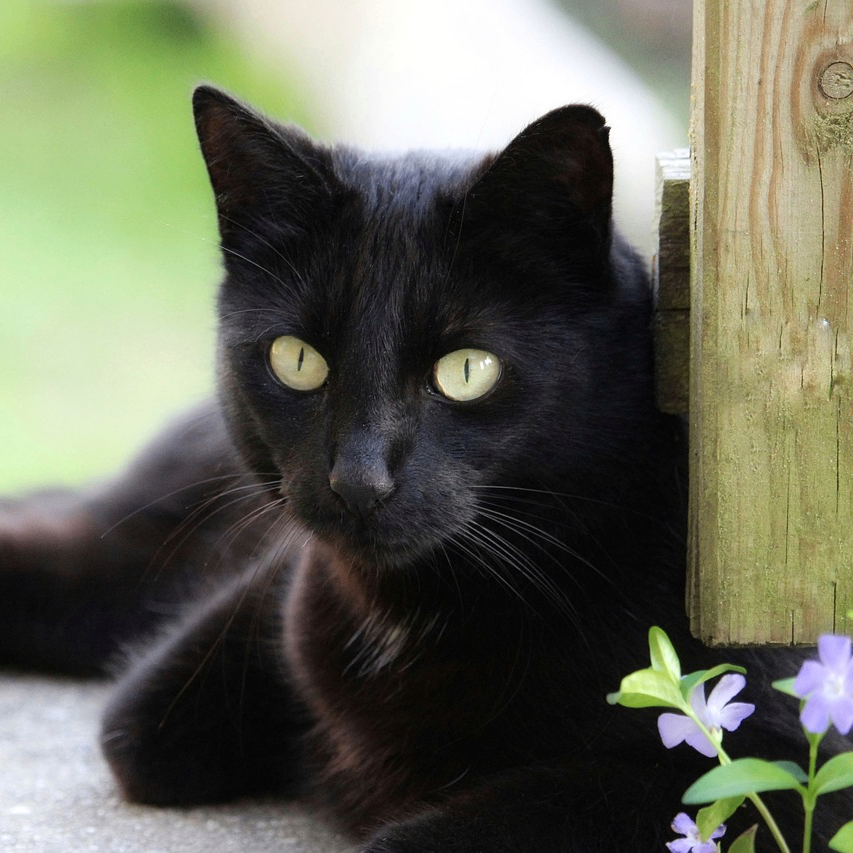 LYF (beinside.lens) Lens social identity (.lens handle) PFP