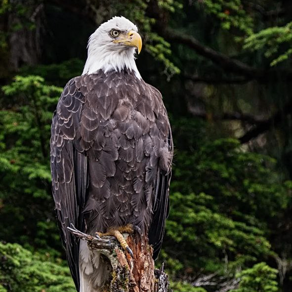 esee1 (esee1.lens) Lens social identity (.lens handle) PFP