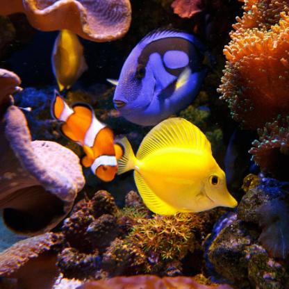 hhytt6 (yinhk.lens) Lens social identity (.lens handle) PFP