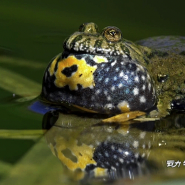 bvvvvvvv (jggggg.lens) Lens social identity (.lens handle) PFP