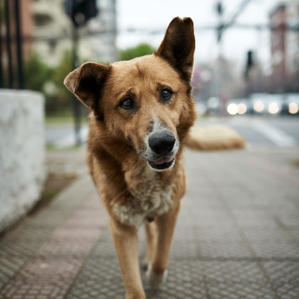 CryptoHub (ngewe.lens) Lens social identity (.lens handle) PFP