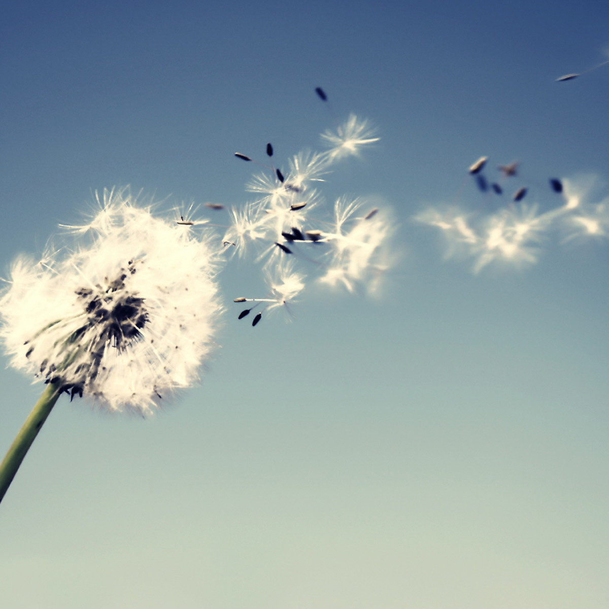 n (solanix.lens) Lens social identity (.lens handle) PFP