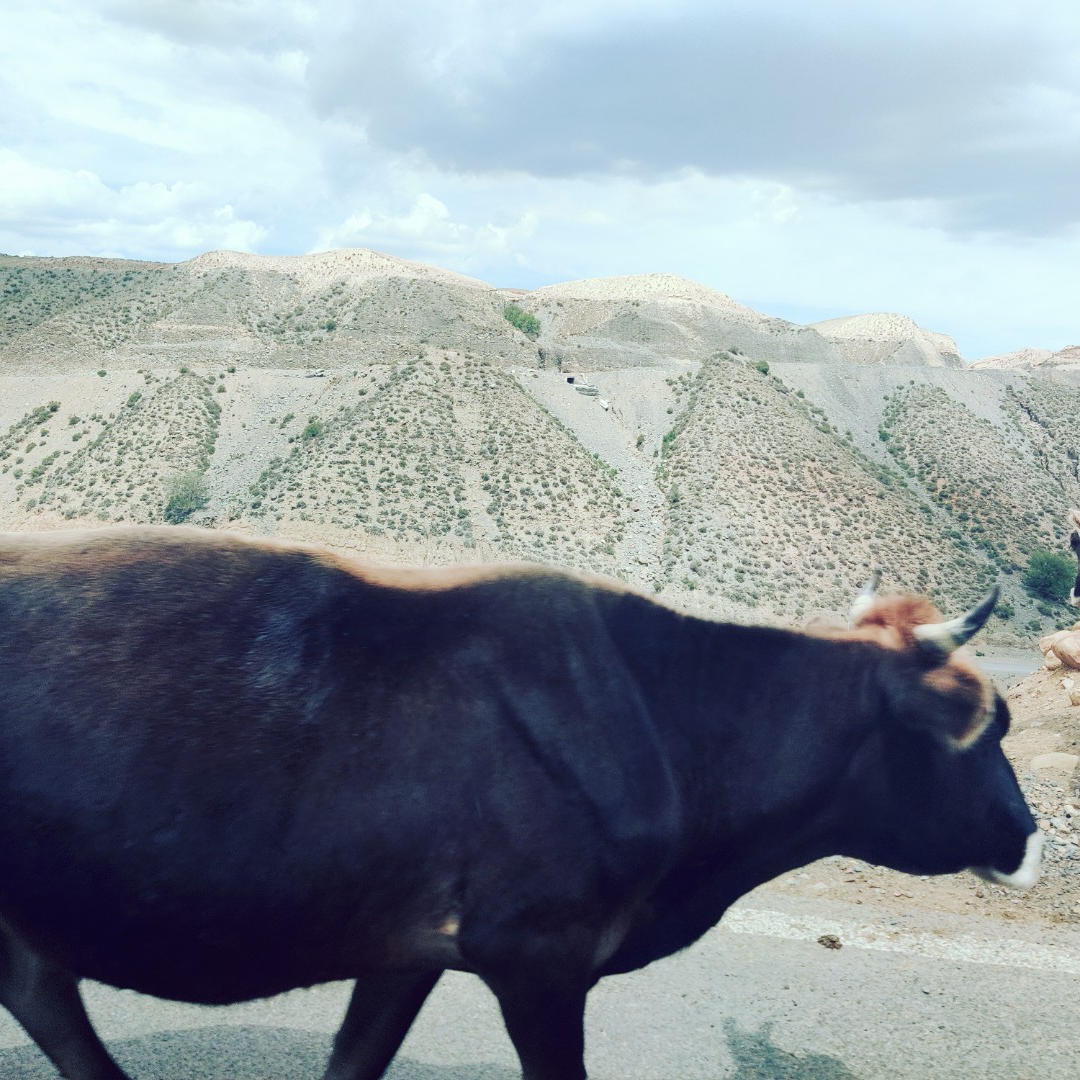 Gavin (cyberbycle.lens) Lens social identity (.lens handle) PFP