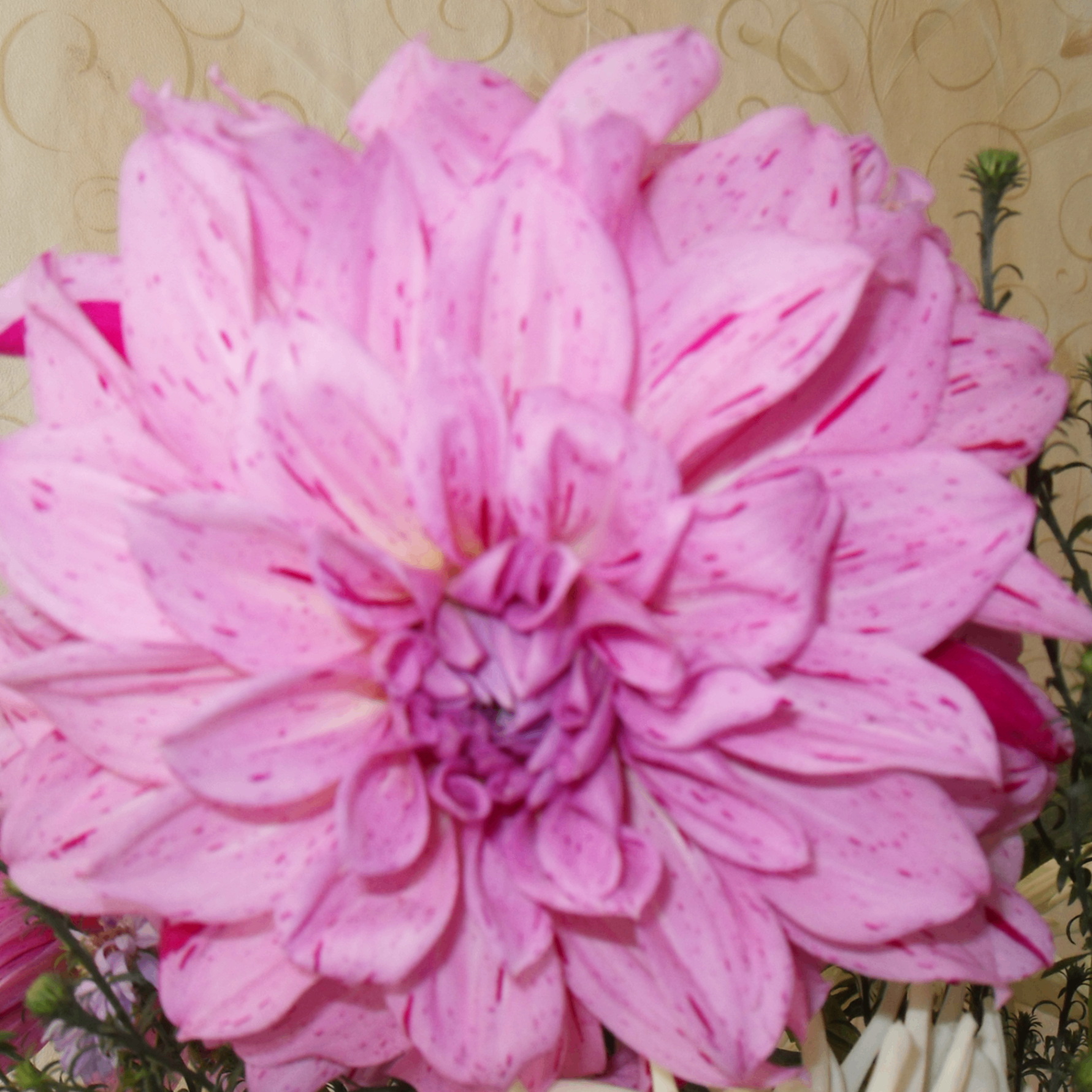 Alex (alexkal.lens) Lens social identity (.lens handle) PFP