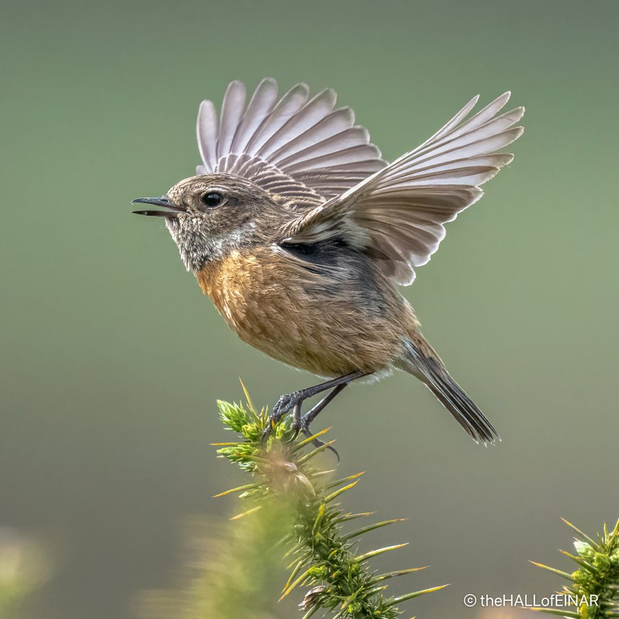 kj (fuel25.lens) Lens social identity (.lens handle) PFP