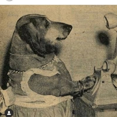 Doxie Mom (miladish.lens) Lens social identity (.lens handle) PFP