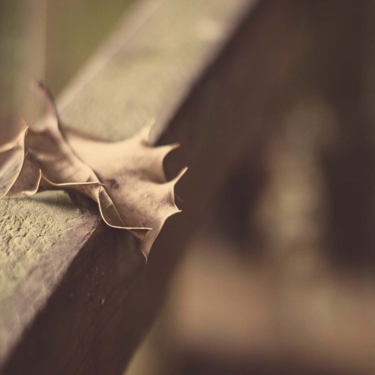 gh (glynx.lens) Lens social identity (.lens handle) PFP