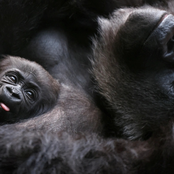 Kama Newton (oooohh.lens) Lens social identity (.lens handle) PFP