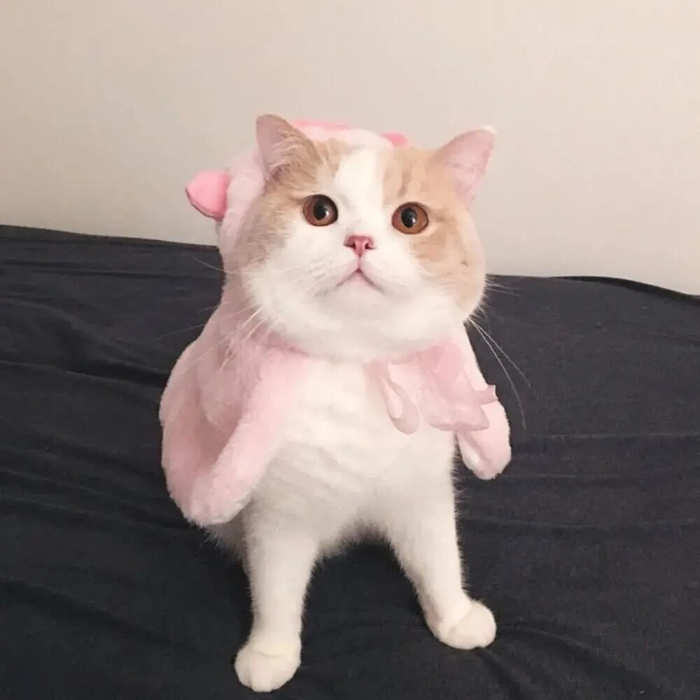 sbjajii (sbjajii.lens) Lens social identity (.lens handle) PFP