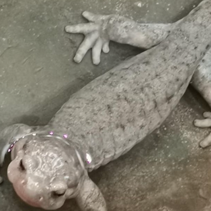 dsfsfs (wqqqq.lens) Lens social identity (.lens handle) PFP