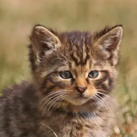 Willie Rayleign (jjjjx.lens) Lens social identity (.lens handle) PFP