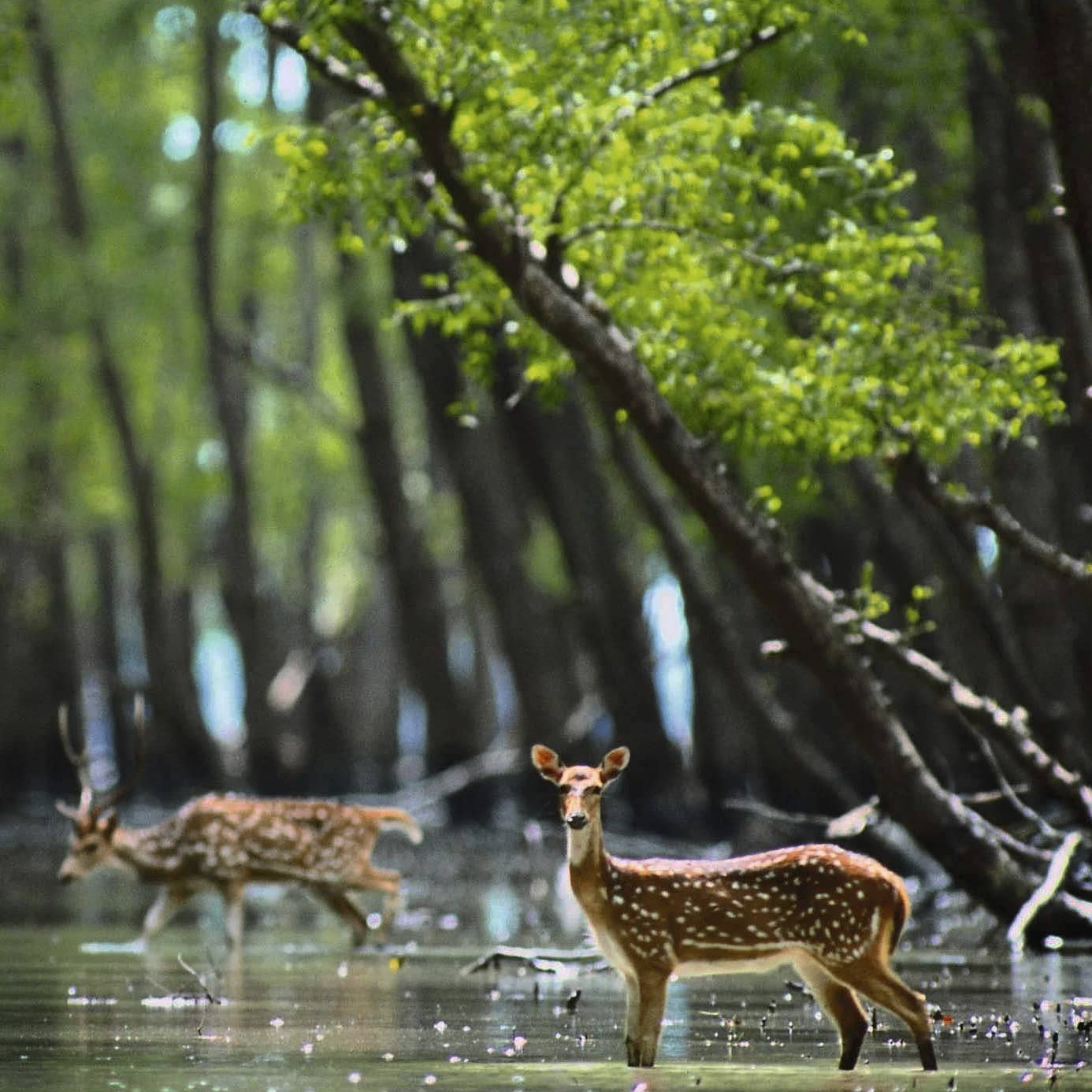 Dhiman (dhimanbaidya01.lens) Lens social identity (.lens handle) PFP