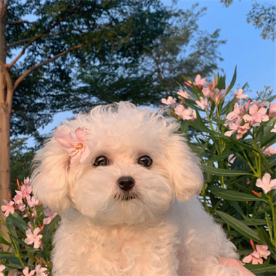 Dawn Gibbon (iiiiih.lens) Lens social identity (.lens handle) PFP