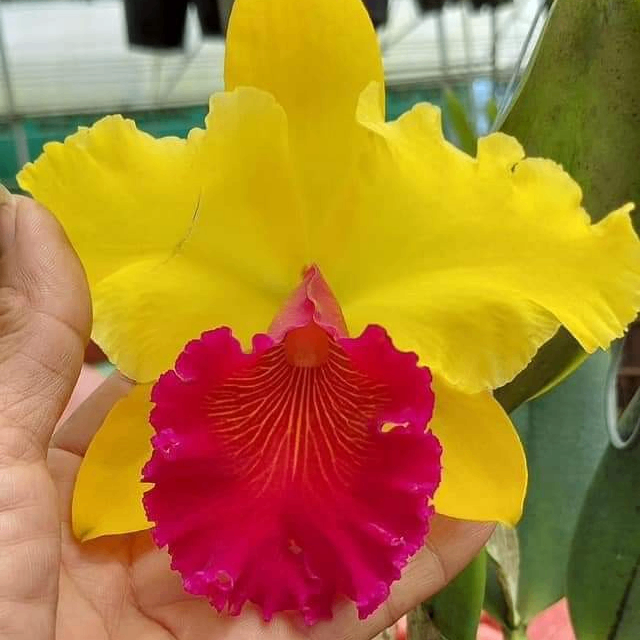 Hoabinhoi (pajsndol.lens) Lens social identity (.lens handle) PFP