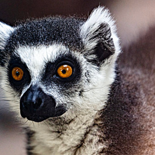 hbjvbj (lffffff.lens) Lens social identity (.lens handle) PFP