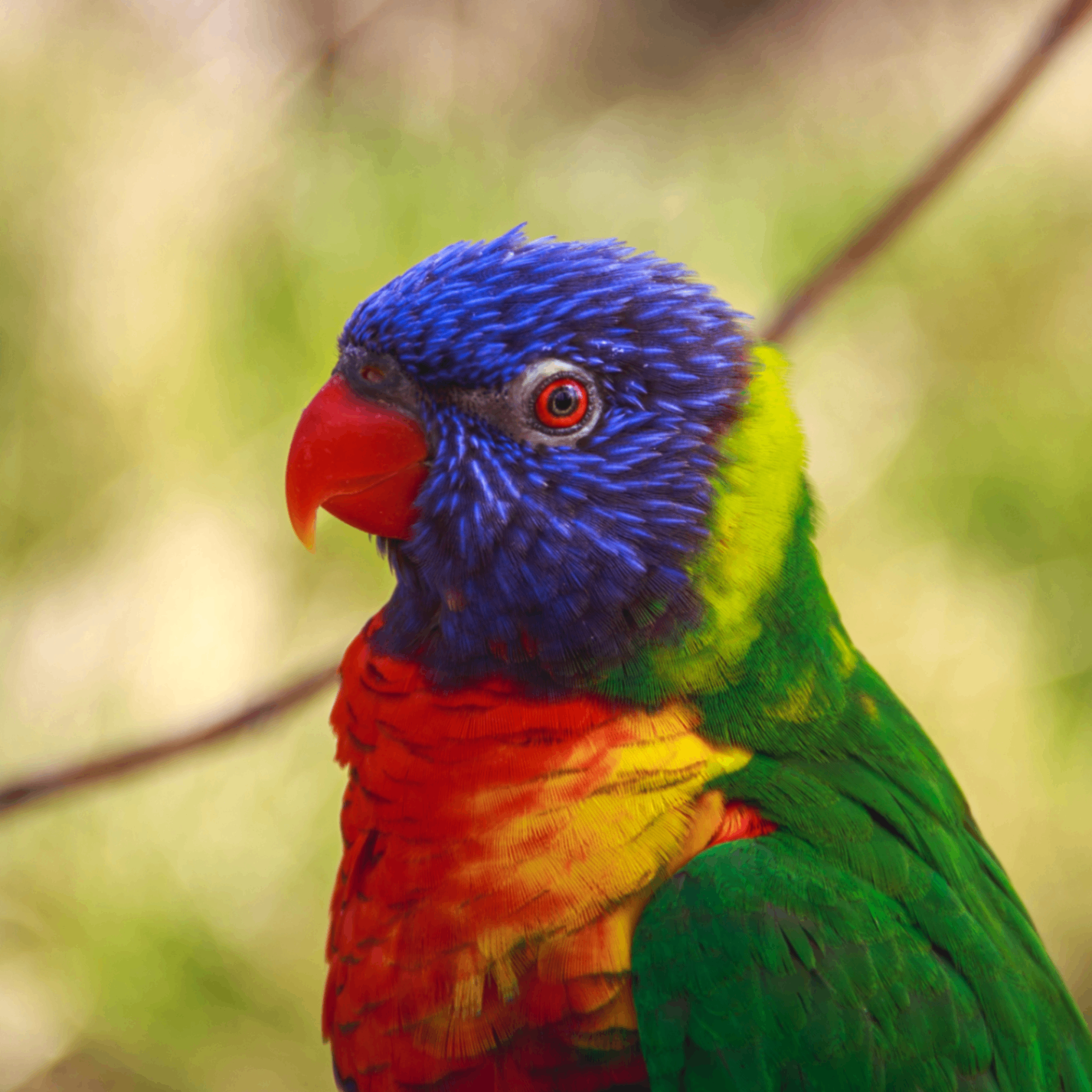 Prince (prince17.lens) Lens social identity (.lens handle) PFP