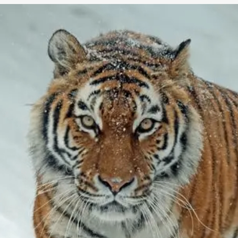 Simon Brook (jjjjjd.lens) Lens social identity (.lens handle) PFP