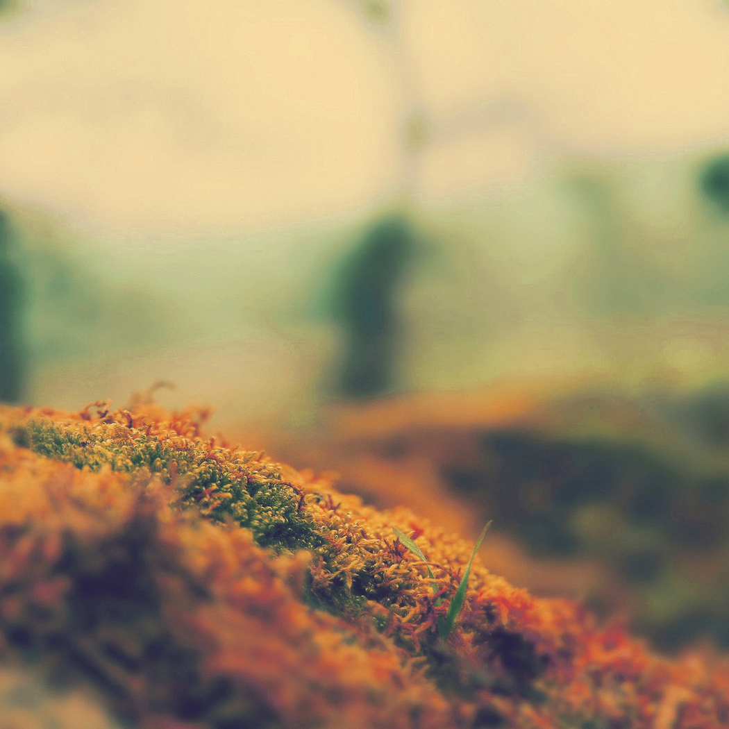 nm,n, (finix.lens) Lens social identity (.lens handle) PFP