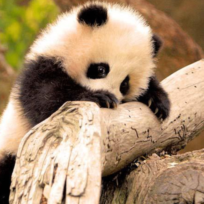 Levi Hope (niiii.lens) Lens social identity (.lens handle) PFP