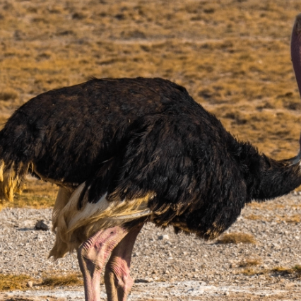 Omar Carnegie (jjjjjn.lens) Lens social identity (.lens handle) PFP